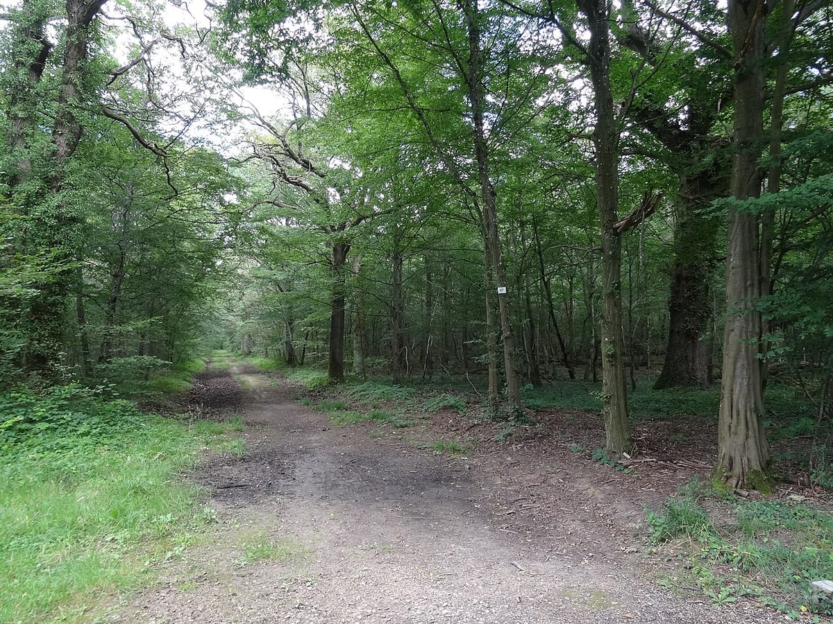 Forêt de Rougeau